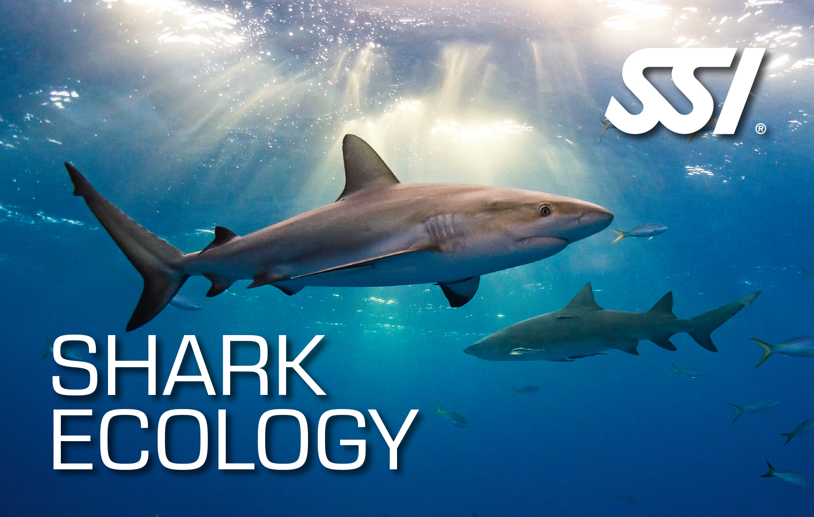 Especialidad Shark Ecology